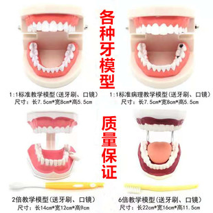 牙科标准牙模型牙齿模型，牙模教学假牙幼儿园刷牙练习口腔儿童模型