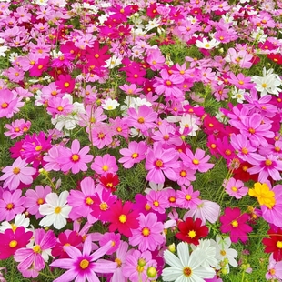 波斯菊花种子易种活四季播种开花种籽子庭院野花格桑花太阳花种孑