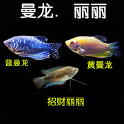 黄蓝曼龙鱼活体曼龙吃蛋白虫珍珠马甲招财丽丽鱼热带鱼观赏淡水鱼