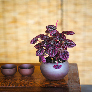 红宝石红美人皱叶椒草盆栽绿植物玉美人室内耐阴红叶净化空气植物