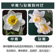 正宗漳州水仙花种球盆栽冬季复瓣水养植物室内花卉种子水培绿植