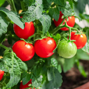 四季小番茄苗种籽千禧圣女，果小西红柿种子苗，阳台盆栽番茄水果秧苗