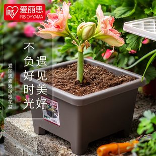 爱丽思花盆种球圆形花卉盆栽，植物爱丽丝球根，盆阳台塑料树脂绿植盆