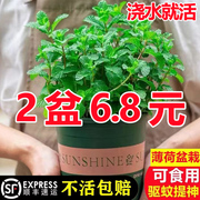 薄荷盆栽可食用迷迭香百里香，草叶办公室内绿植物，盆栽驱蚊净化空气