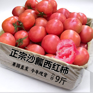 攀枝花自然熟西红柿九新鲜自然熟生吃好吃沙瓤大番茄装 9斤装