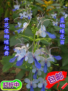 蓝蝴蝶花苗阳台盆栽，花卉植物蝴蝶兰四季开花蓝色，奇特花朵易养好活