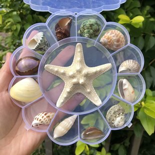 天然海螺贝壳套餐海星标本，礼盒装儿童海洋生物科普材料幼儿园礼物