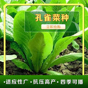 四季孔雀菜种四季播生菜种生吃脆甜高营养(高营养)沙拉直立生菜蔬菜种新疆