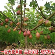 无花果树苗矮化盆栽特大果波姬红金傲芬芭劳奈阳台庭院种植果树苗