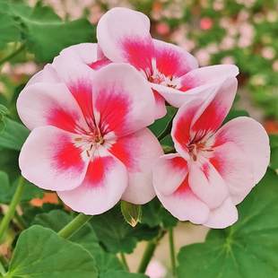 天竺葵盆栽室内窗台花卉庭院阳台开花植物带花苞花期长好养