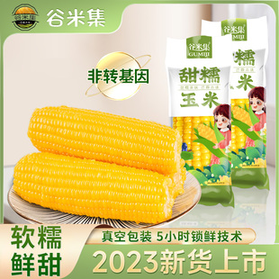 2023年新摘东北甜糯黄玉米棒真空包装黏玉米棒黄糯苞米新鲜甜玉米
