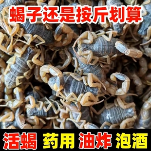 活体蝎子正宗沂蒙山野生十足全蝎，油炸泡酒药用蝎子活一斤食用活虫