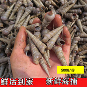 海鲜水产鲜活贝类 钉螺鲜活 螺丝尖螺新鲜海螺丝 500一件