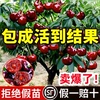 矮化车厘子树苗车厘子苗南方种植地栽庭院果树，果苗樱桃树大樱桃苗