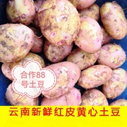 新鲜高原云南红皮土豆最大果中果5斤带箱10斤 合作88号土豆洋芋