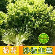 菊花沙拉生菜种子四季盆栽橡叶蔬菜种籽小青菜籽春夏秋冬阳台种孑