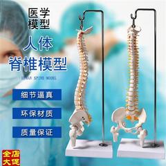 高档正骨彩色椎体人体脊柱模型人体骨骼模型大脊椎成人1V 1带胸椎