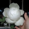 伊芙婚礼之路纯白色多季开大花，浓香月季花苗玫瑰盆栽阳台观花植物