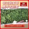 2023年新草超aaa级，紫花苜蓿草干草兔草兔粮兔子粮草1公斤龙猫