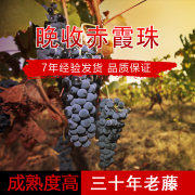 三十年老藤赤霞珠限产赤霞珠，酿酒葡萄自酿葡萄怀来酿酒葡萄新鲜