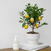 香水柠檬阳台花卉植物绿植，清香香水柠檬树可食用盆栽果树果苗
