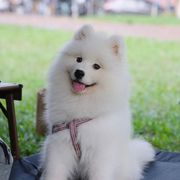 纯种萨摩耶幼犬白色活物微笑天使熊版萨摩耶，雪橇犬可爱宠物小狗