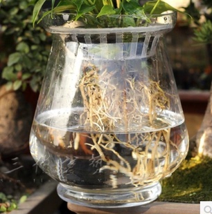 创意室内花卉绿萝水培花盆，透明玻璃花瓶，盆栽水养植物器皿鱼缸插花