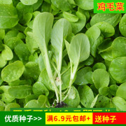 鸡毛菜种子 青菜上海青小白菜菜籽孑 四季播种阳台盆栽蔬菜种子