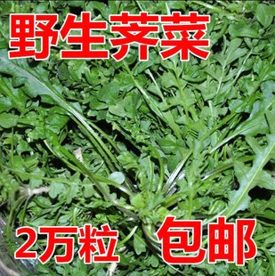 纯野生荠荠菜种子特菜野菜，种子农家老品种，蔬菜种子春四季播