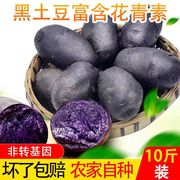 西北特产黑土豆小果1-2两新鲜紫薯马铃薯乌洋芋富含花青素蔬菜