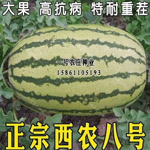 抗重茬西农八号西瓜种籽种特大懒汉麒麟阳台高产巨型西瓜种子孑