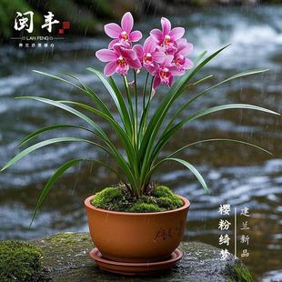 樱粉绮梦兰花苗建兰四季兰名贵盆栽花卉植物浓香型兰草国兰好养
