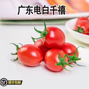 正宗广东电白千禧5斤圣女果超甜小番茄孕妇，水果新鲜冰糖千禧