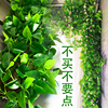 仿真藤条绿萝叶装饰假树叶绿藤藤蔓植物花藤水管道遮挡空调绿叶花