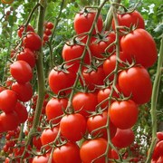 农家老品种草莓番茄种子铁皮黑番茄粉果酸甜口水番茄蔬菜种子