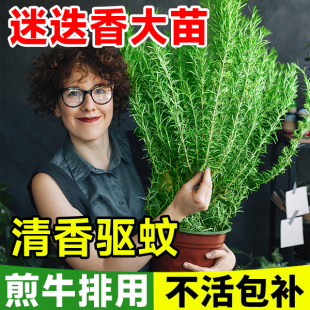 迷迭香盆栽牛排迷失大苗可食用香草，薄荷驱蚊克星，室内客厅绿植植物