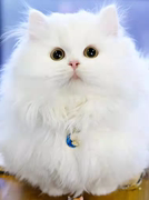 纯种血统长毛拿破仑猫幼崽领养白色三花米努特短腿猫活体宠物猫咪