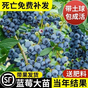 蓝莓树果苗带果蓝莓苗盆栽果，树苗当年结果南北方种植兔眼特大阳台