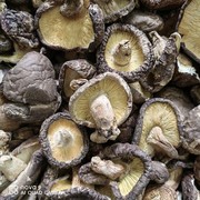 2024年粤北韶关特产木头香菇，冬菇蘑菇干货菌类散装