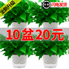 雅质绿萝盆栽室内客厅桌面办公室绿植水培大盆绿箩植物室内吸甲醛