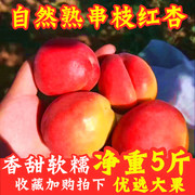 河北大红杏当季新鲜水果杏子整箱脆酸甜黄杏孕妇贵妃酸杏5斤