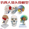 成人11头颅i骨解剖标本，医学仿真人体头骨模型可拆卸彩色骷髅