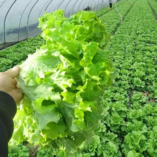 奶油蔬菜紫生菜紫包菜种籽美国大速生菜种子阳台均可四季种植疏菜