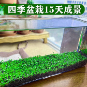生态玻璃鱼缸小型乌龟缸水草w种子籽植物水培造景桌面客厅家用装