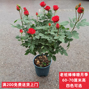 棒棒糖月季庭院阳台花园绿植花卉盆栽四季开花小玫瑰好养活植物