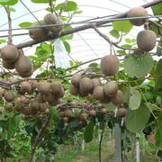 软枣猕猴桃苗树果苗南北方品种植各种水果苗当年结果红心猕猴桃苗