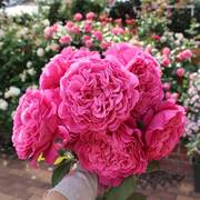 惠惠的花园灌木月季 扇子 阳台多季开浓香玫瑰花苗盆栽庭院花卉