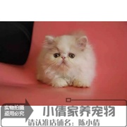 加菲猫宠物猫异国短毛猫家养纯种波斯猫幼猫活体黄白色长毛猫x