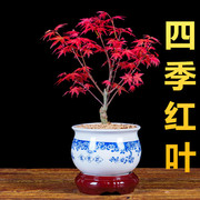 日本红枫盆栽花卉室内客厅阳台办公室桌面盆景观叶植物四季常青树