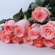 戴安娜月季花苗大花切花 欧月带花苞阳台绿植盆栽粉色玫瑰花
